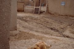 March 14, 1983 | Taos Pueblo, New Mexico, USA