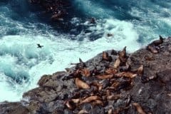 April 27, 1983 | Sea Lion Caves, Pacific Coast, Oregon, USA