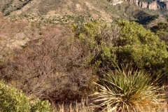 March 8, 1983 | Big Casa, Big Bend National Park, Texas, USA