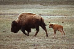 May 13, 1983 | Yellowstone National Park, Wyoming, USA