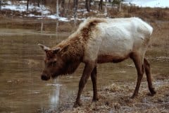 May 13, 1983 | Yellowstone National Park, Wyoming, USA