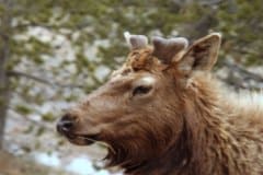 May 13, 1983 | Yellowstone National Park, Wyoming, USA