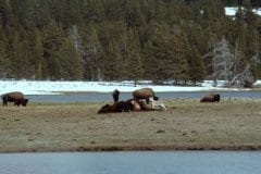 May 13, 1983 | Yellowstone National Park, Wyoming, USA