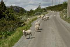 June 24, 2019 | Peer Gynt Vegen, North of Lillehammer, Norway