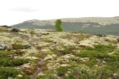 June 25, 2019 | Lake Avsjøen near Dombås, Norway