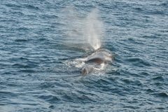 July 5, 2019 | Whale near Andenes, Norway