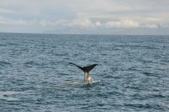 July 5, 2019 | Whale near Andenes, Norway