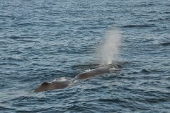 July 5, 2019 | Whale near Andenes, Norway