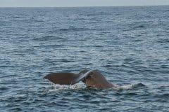 July 5, 2019 | Whale near Andenes, Norway