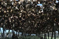 July 7, 2019 | Drying Stockfish, Hovden, Norway