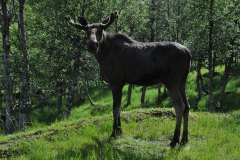 July 9, 2019 | Elk, Polar-Park, Norway