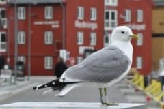 July 10, 2019 | Stortorget, Tromsø, Norway