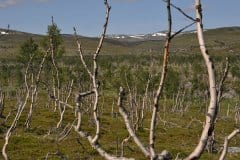 July 12, 2019 | near Rafsbotn, Norway