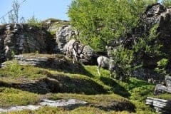 July 12, 2019 | Reindeers, near Smørfjord, Norway