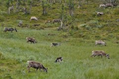 July 14, 2019 | Reindeers near Alta, Alta, Norway