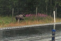 July 15, 2019 | Elk on E4 near Skellefteå, Sweden