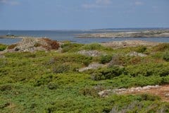 July 27, 2019 | Getterön Nature Reserve, Sweden