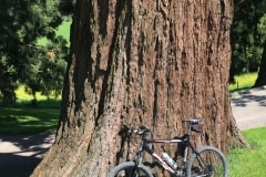 May 26, 2016 | Big tree in Trogen AR, Switzerland