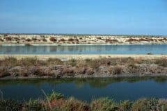 October 1980 | Camargue near Saintes-Maries-de-la-Mer, France