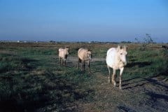 October 1980 | Camargue, France