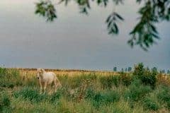 August 1988 | Camargue, France