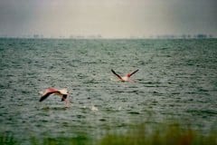 August 1988 | Camargue, France