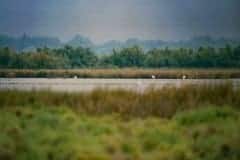 August 1988 | Camargue, France