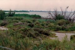 August 1988 | Camargue, France