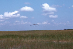 June 1979 | Everglades, Florida, USA