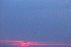 June 1979 | Sunset at the Gulf of Mexico, Naples,  Florida, USA