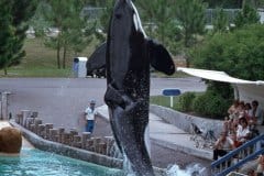 June 1979 | Sea World, Orlando, Florida, USA