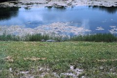 June 1979 | Wild alligator, John F. Kennedy Space Center, Florida, USA