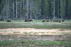 May/June 1981 | Yellowstone National Park, Wyoming, USA