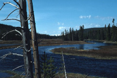 May/June 1981 | Yellowstone National Park, Wyoming, USA