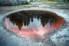 May/June 1981 | Near Yellowstone Lake, Yellowstone National Park, Wyoming, USA