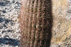 May/June 1981 | Desert outside Wickenburg, Arizona, USA