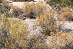 May/June 1981 | Desert outside Wickenburg, Arizona, USA