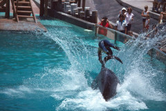 May/June 1981 | Sea World, Orlando, Florida, USA