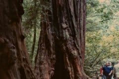 Aug/Sep 1986 | Redwood Trees, USA