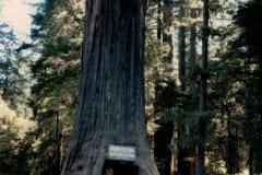 Aug/Sep 1986 | Drive-Thru Tree Park, Leggett, California, USA