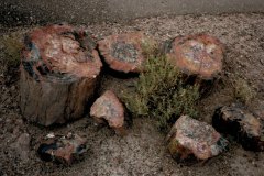 Aug/Sep 1986 | Petrified Forest National Park, Arizona, USA