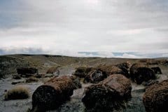 Aug/Sep 1986 | Petrified Forest National Park, Arizona, USA