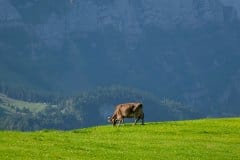 September 8 , 2021 | Near Appenzell AI, Switzerland