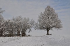 January 11, 2019 | Winter walk in Vordemwald