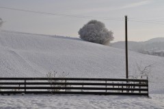 January 11, 2019 | Winter walk in Vordemwald