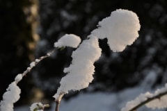 January 11, 2019 | Winter walk in Vordemwald